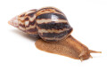Limicolaria flammea Ghana adult, 6cm, import